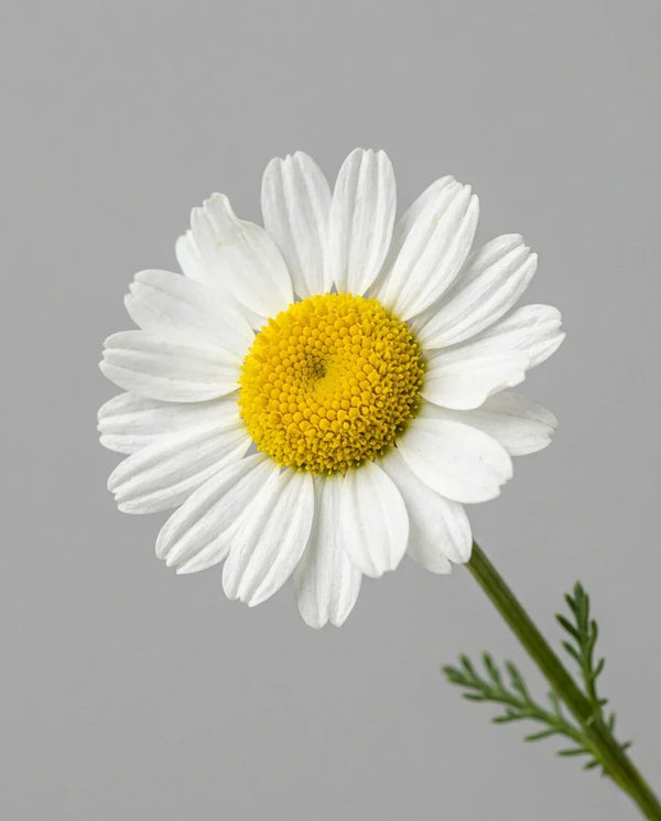 Chamomile