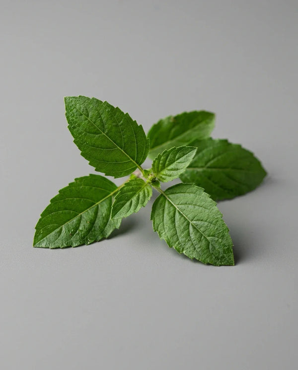 Holy Basil (Tulsi)