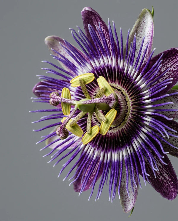 Passion Flower