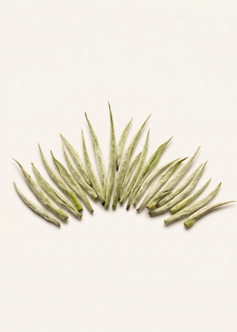 Organic White Tea