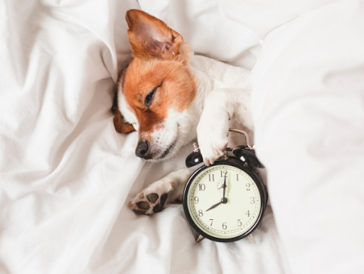 Why Can't I Fall Asleep?